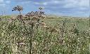 Seaside grasses near Amble