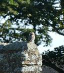 Little owl enjoying morning sun on Sunday at Boulmer Hall