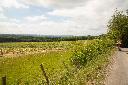 30.05.25 Vineyards from Route 17 at Tandem International 2025