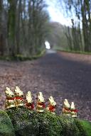 Bunnies at Middleton Incline