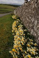 Daffodils near Parsley Hay from Hartington