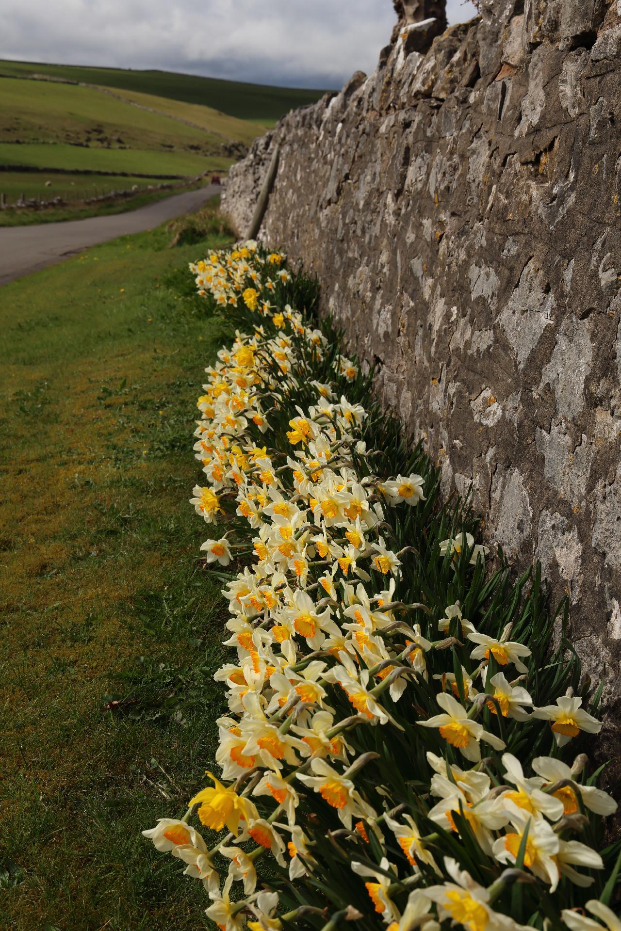 Daffodils near Parsley Hay from Hartington