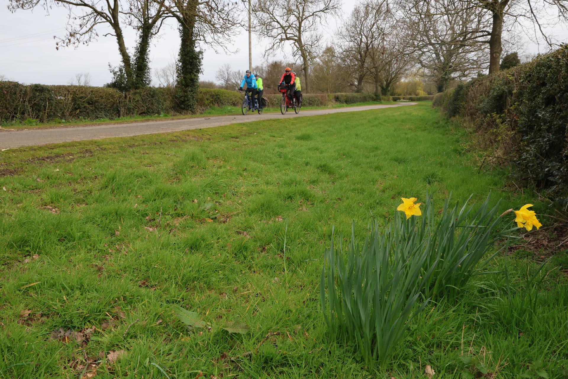 Ron, Linda and the Blundells pass daffodills