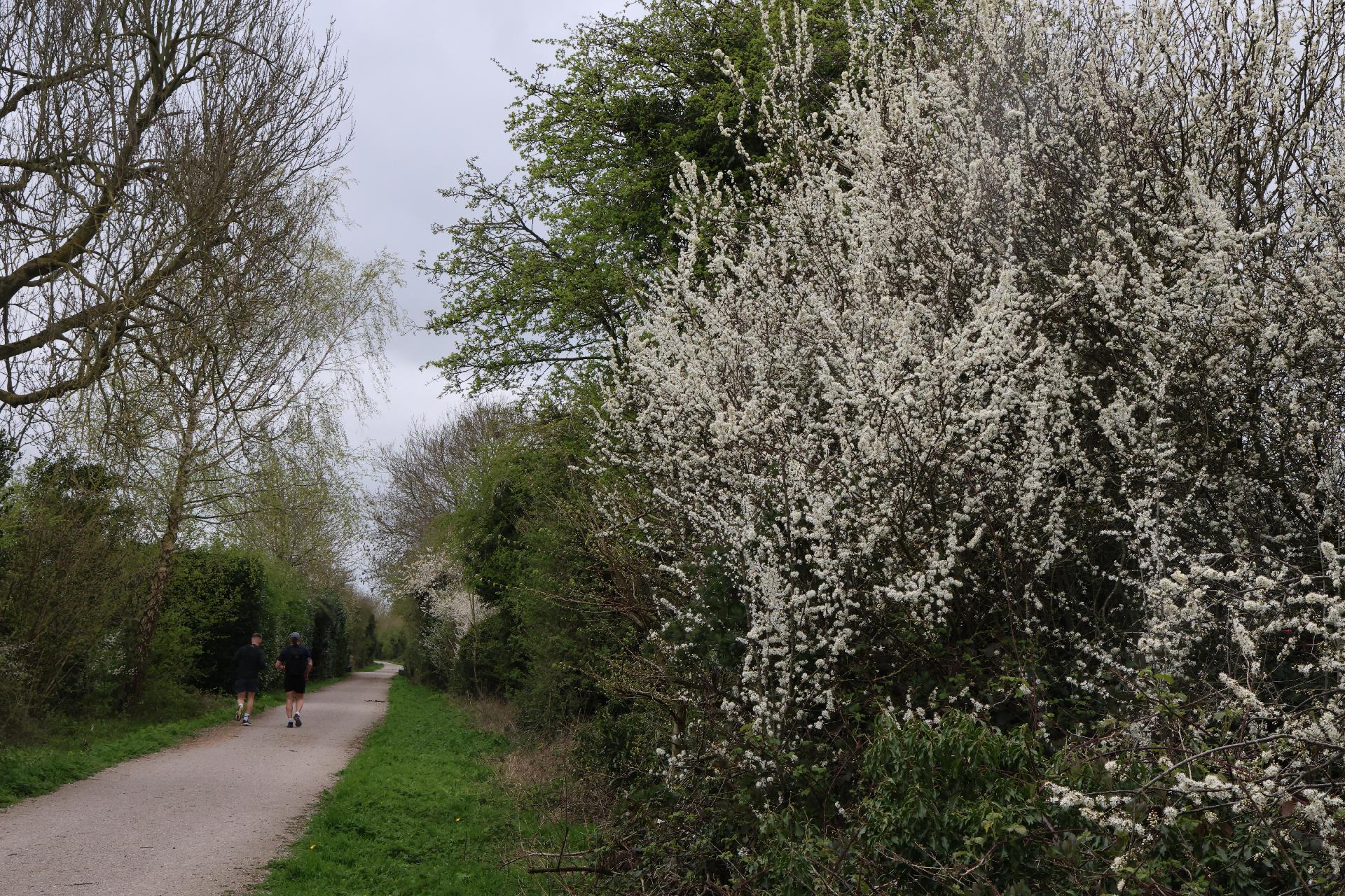 Surface the Greenway